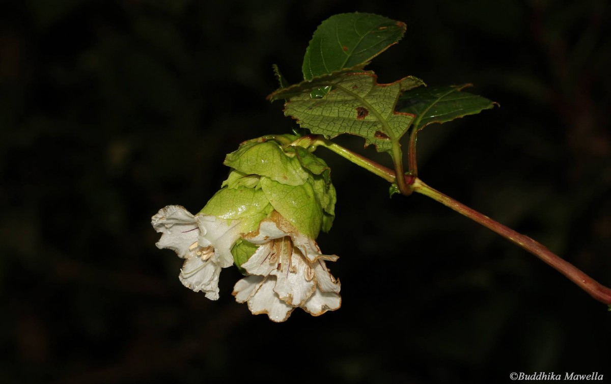 Strobilanthes hookeri Nees